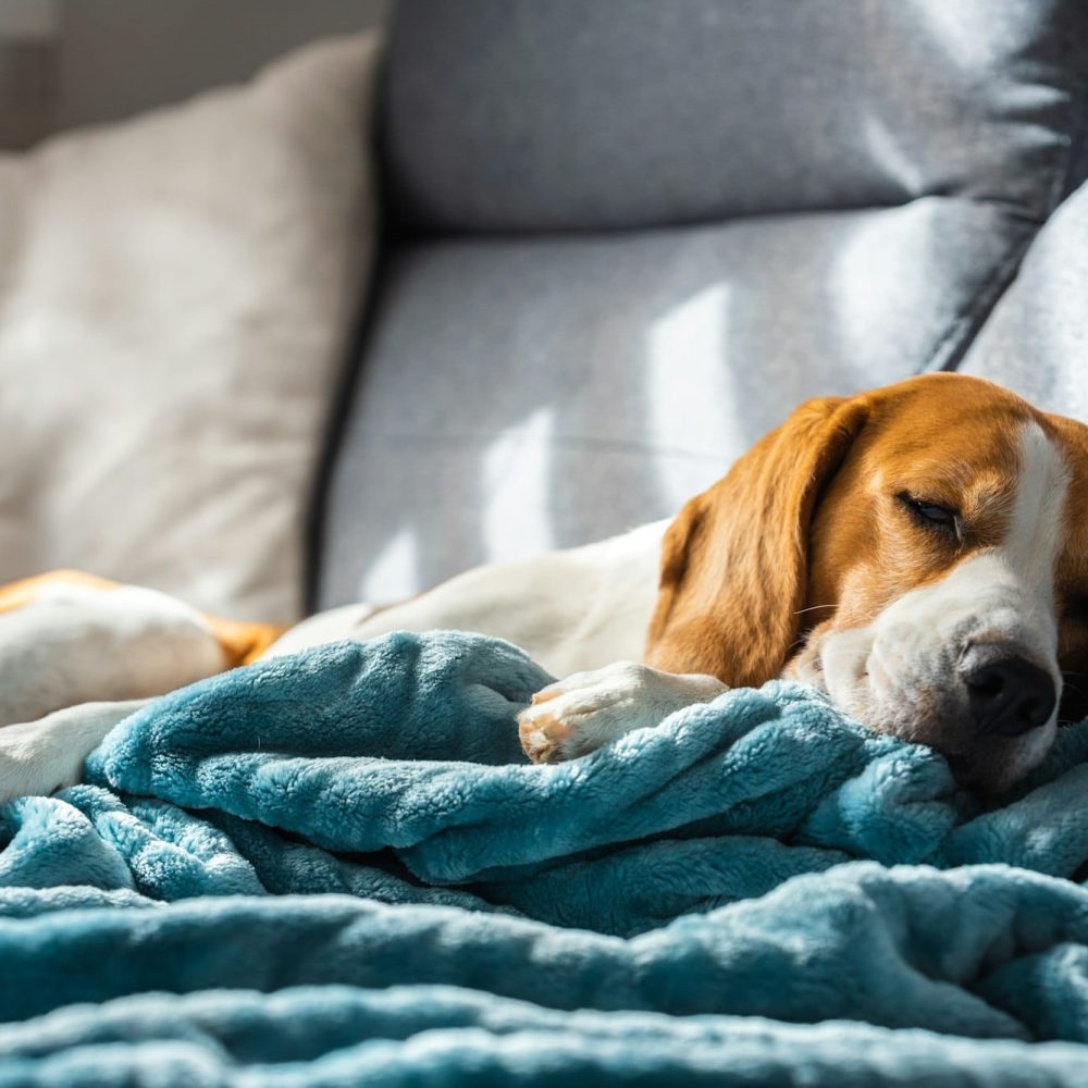 Beagle dog tired sleeps on a cozy sofa in bright room