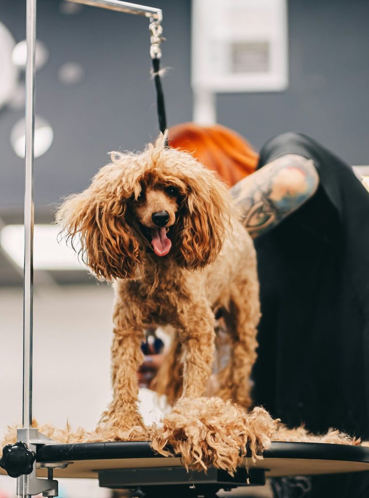 Grooming and grooming a poodle.