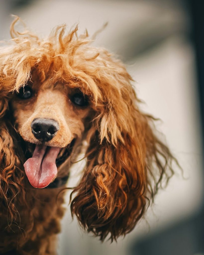 Grooming and grooming a poodle.